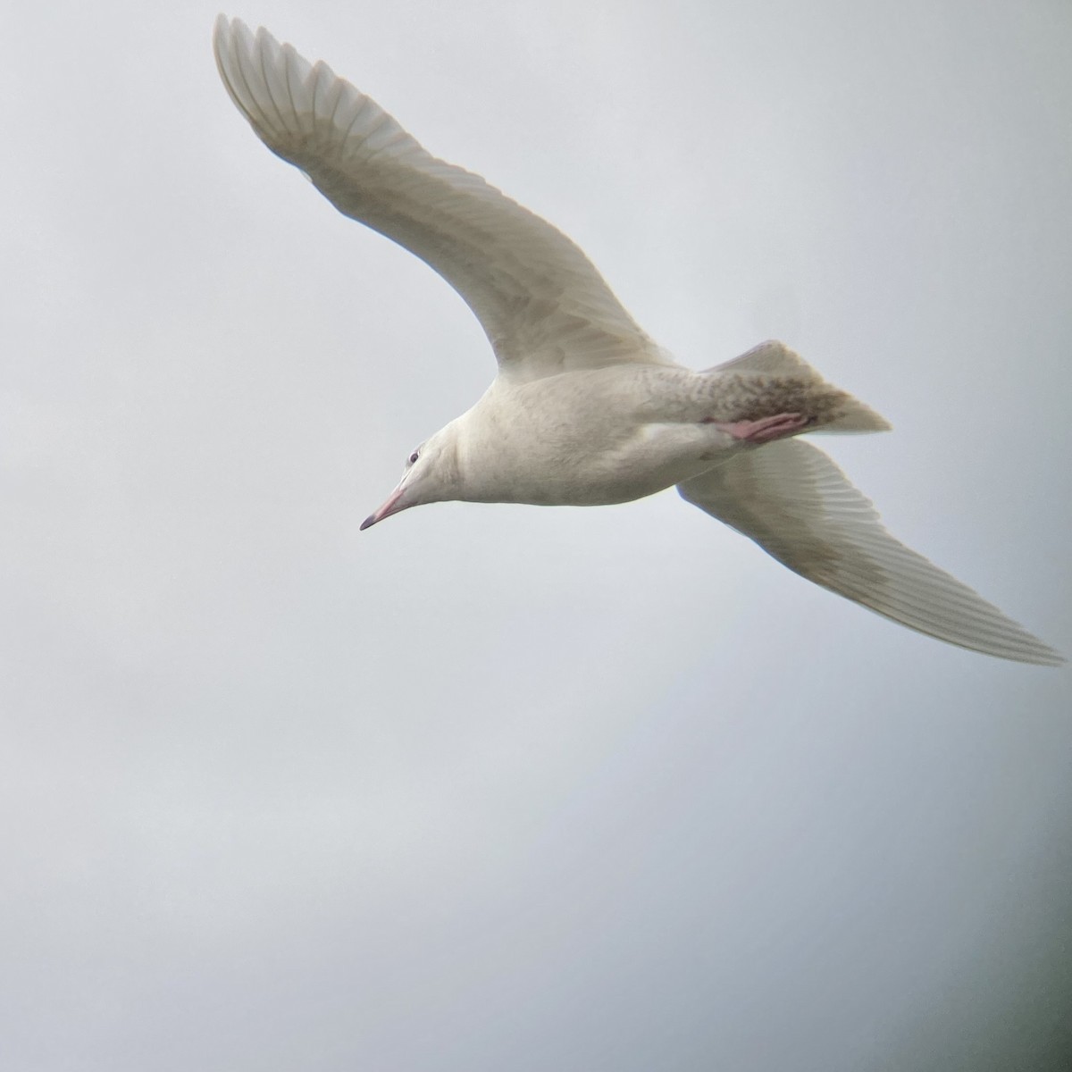 Glaucous Gull - ML622161450