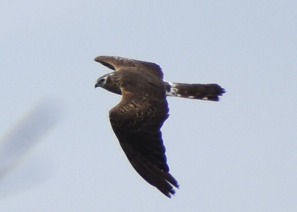 Montagu's Harrier - ML622161451