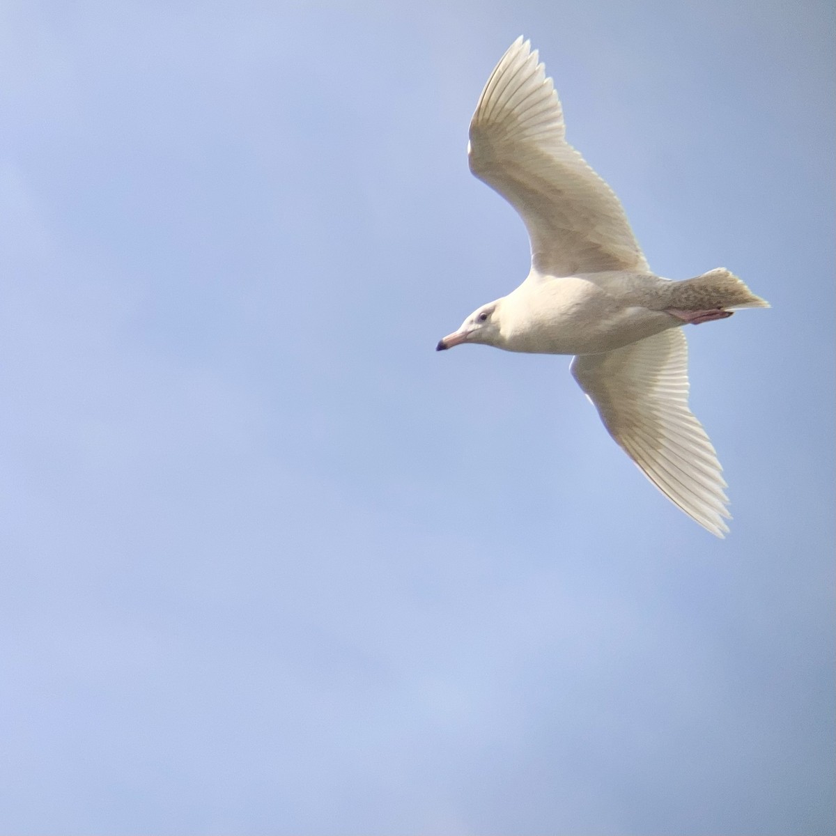 Glaucous Gull - ML622161453