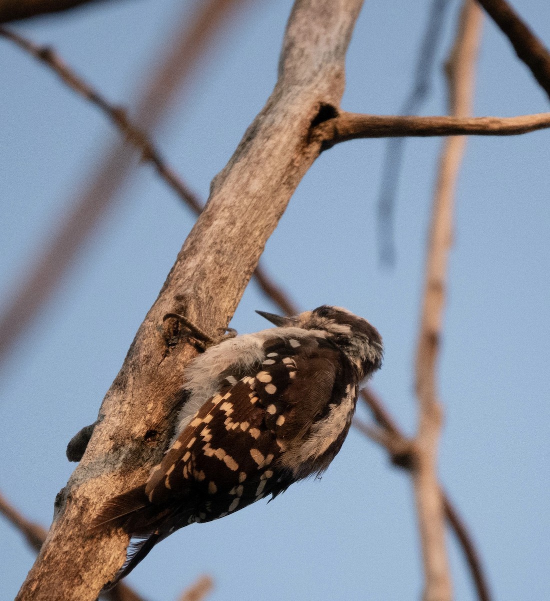 Downy/Hairy Woodpecker - ML622161454