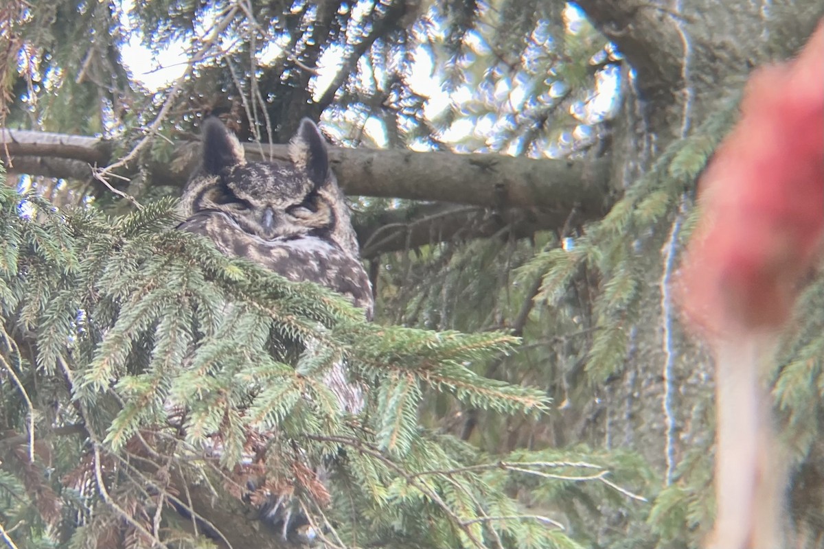 Great Horned Owl - ML622161455