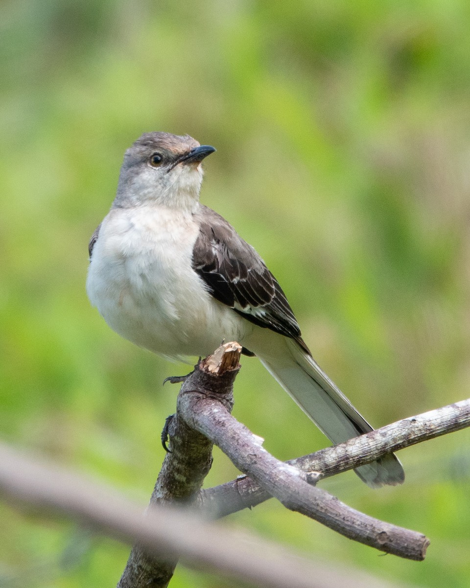 Northern Mockingbird - ML622161456