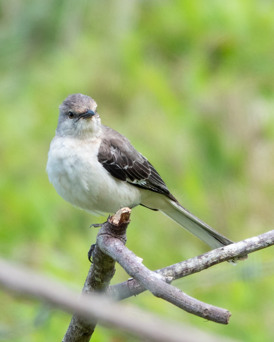 Northern Mockingbird - ML622161457