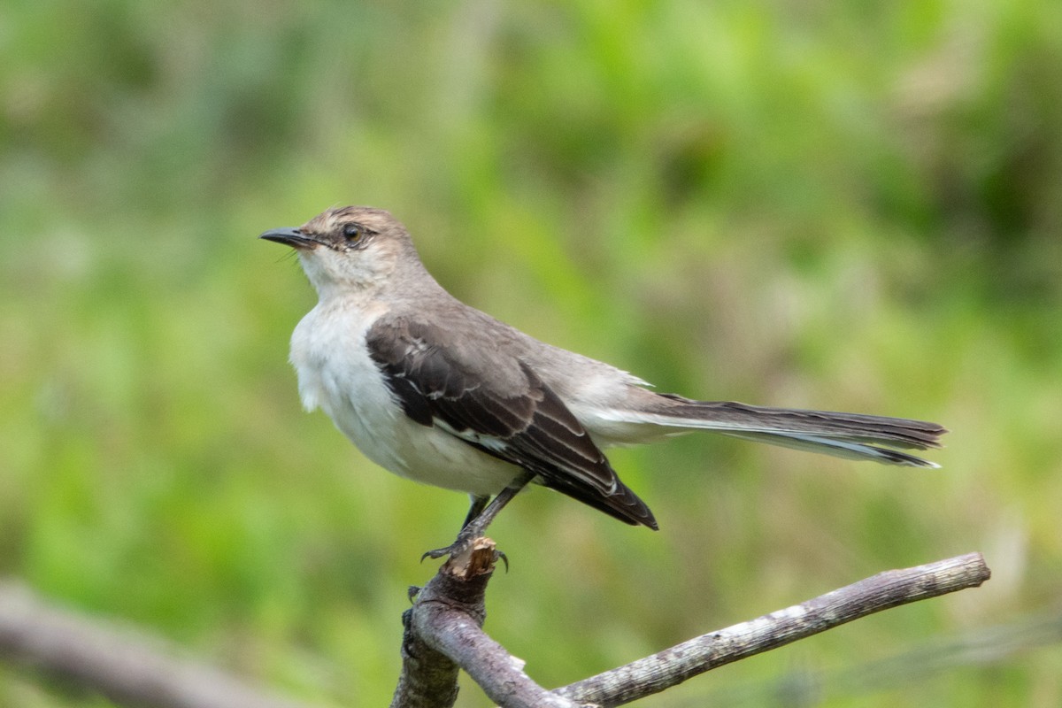 Northern Mockingbird - ML622161458