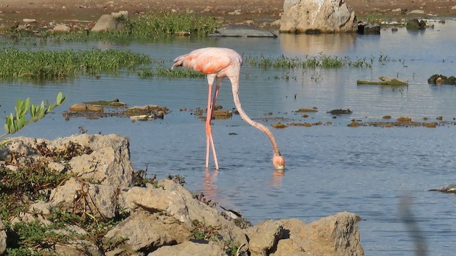 Flamant des Caraïbes - ML622161459