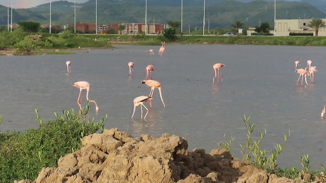 American Flamingo - ML622161461