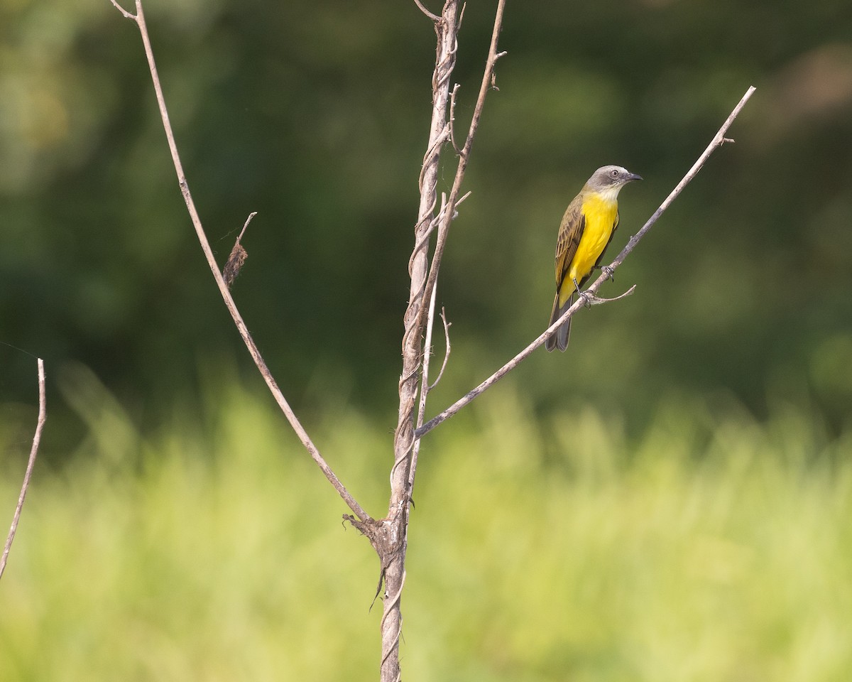 Gray-capped Flycatcher - ML622161464