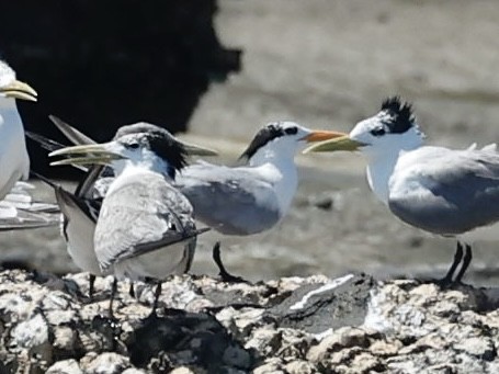 Lesser Crested Tern - ML622161476