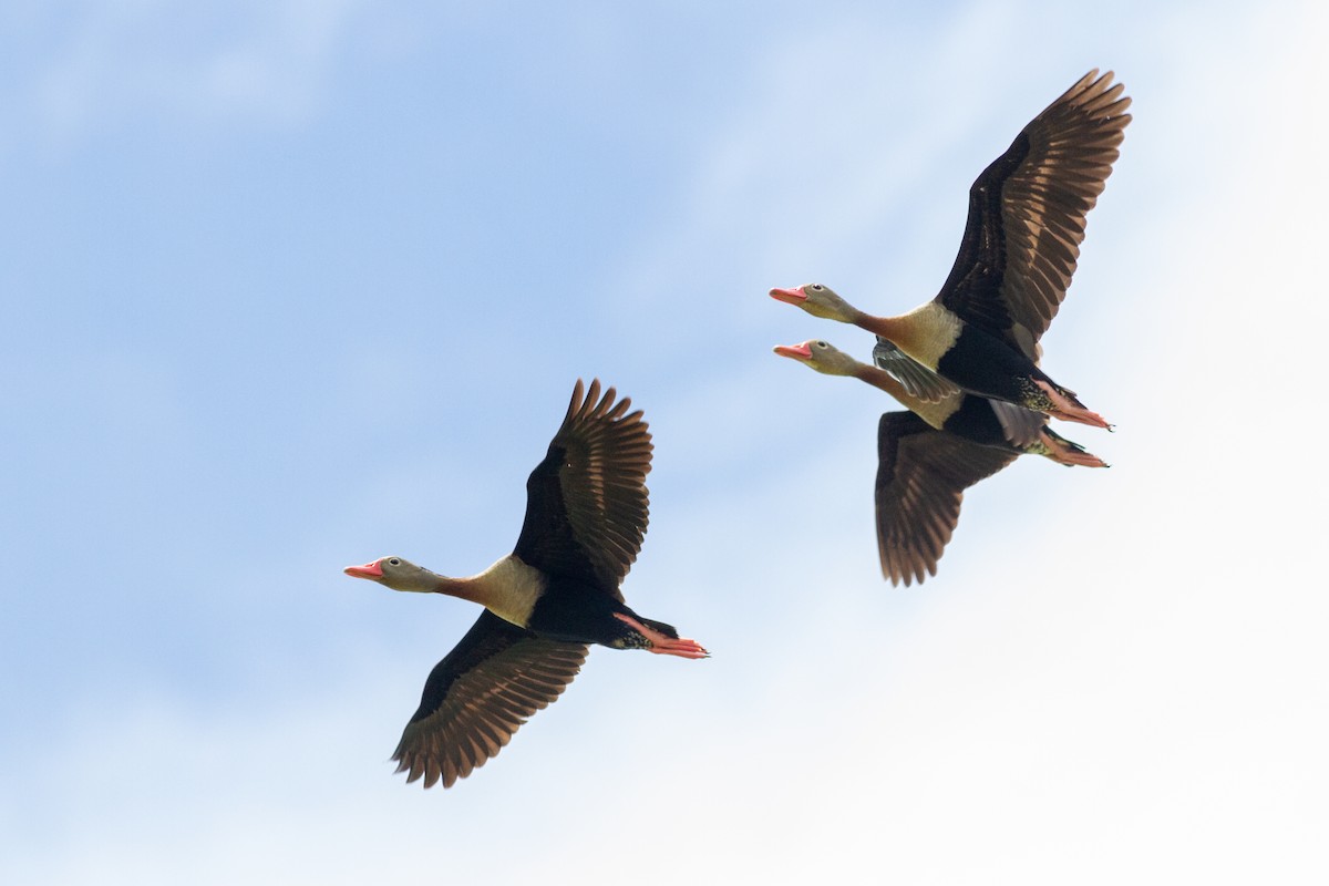 Black-bellied Whistling-Duck - ML622161490