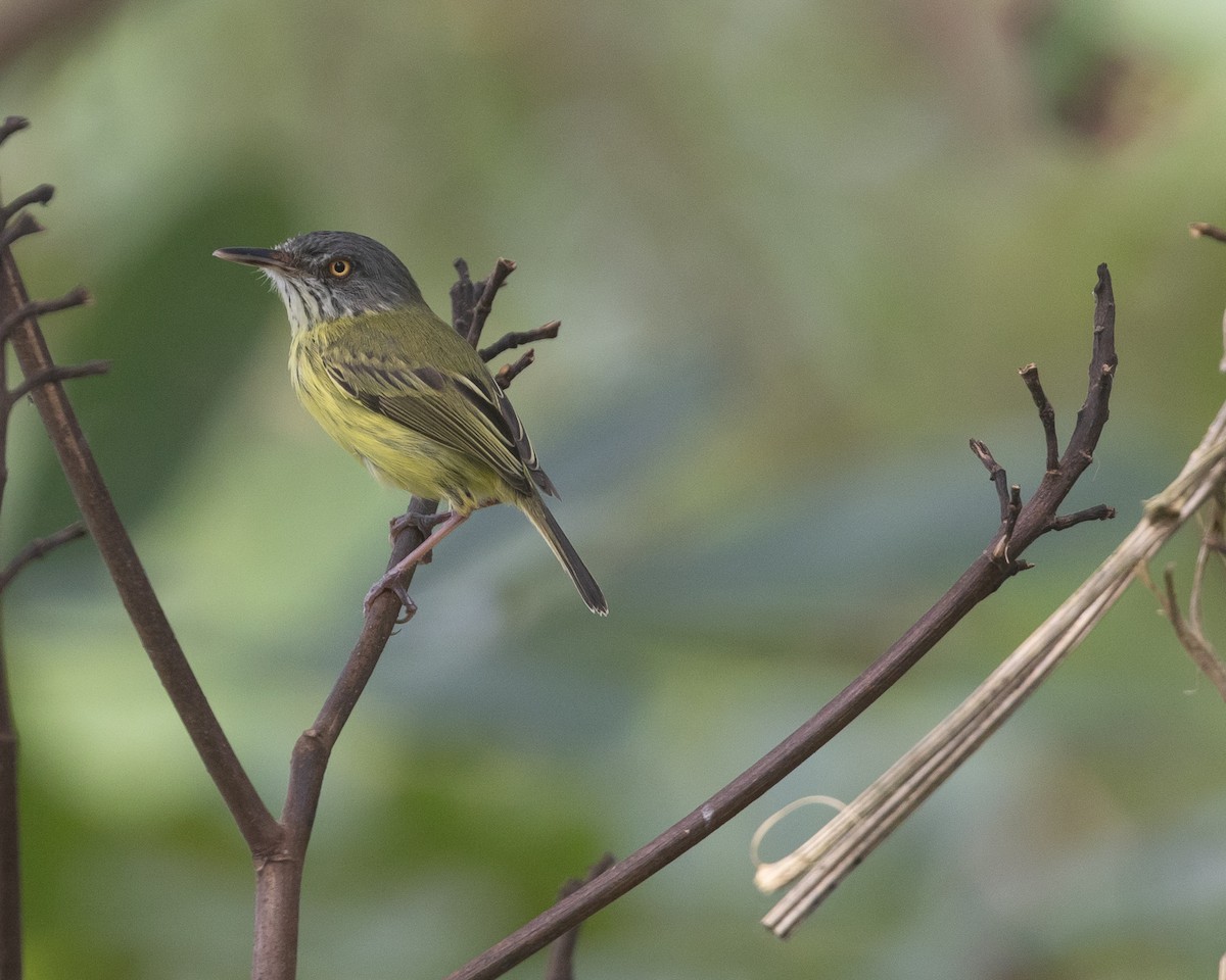 Spotted Tody-Flycatcher - ML622161496