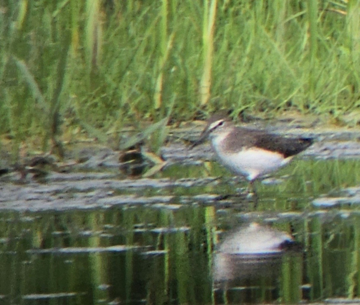 Green Sandpiper - ML622161512