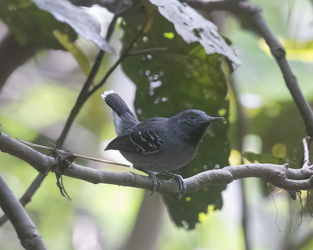 Band-tailed Antbird - ML622161514
