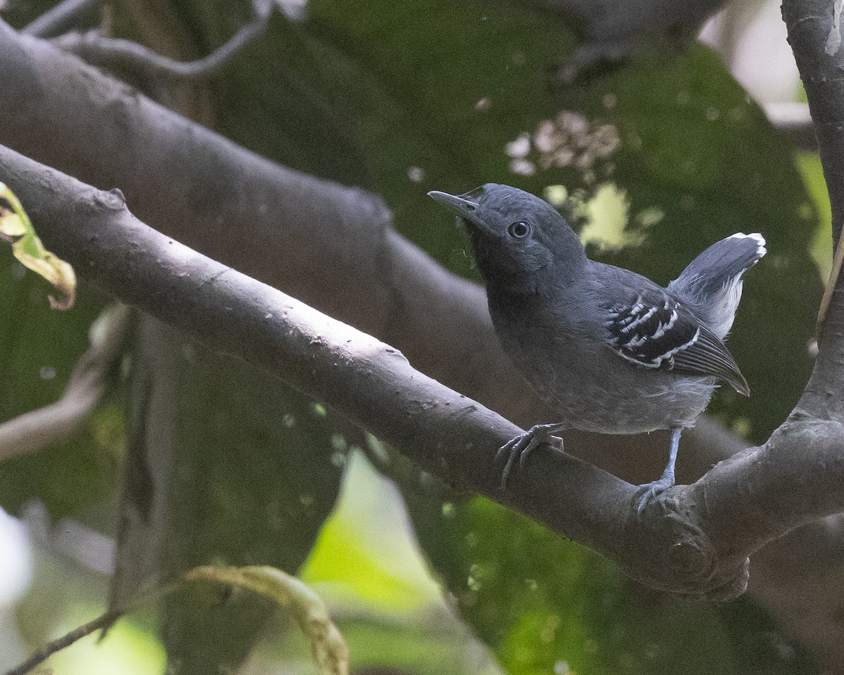 Band-tailed Antbird - ML622161515