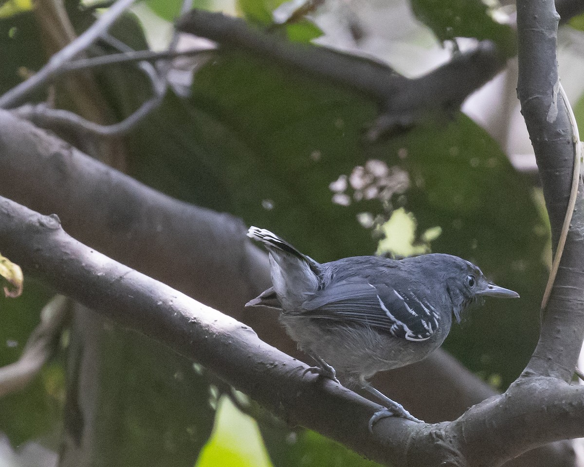 Band-tailed Antbird - ML622161516