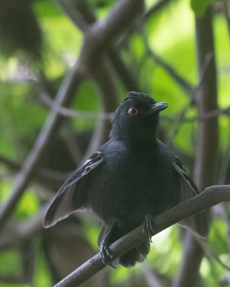 Black-tailed Antbird - ML622161522