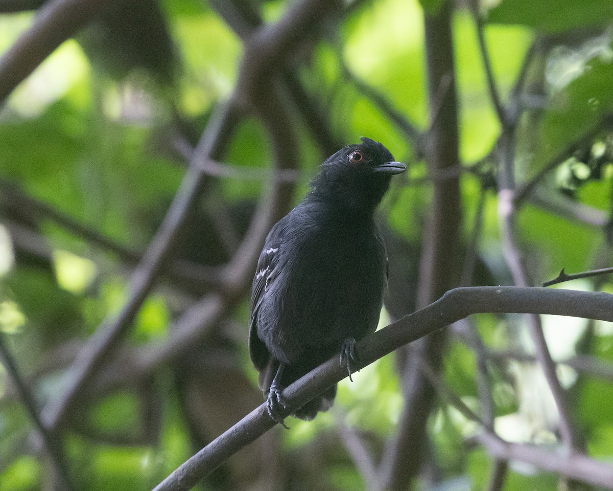 Black-tailed Antbird - ML622161523