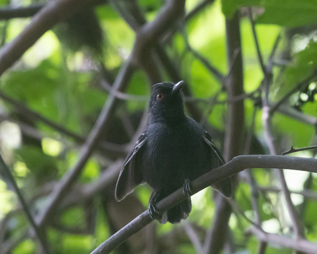 Black-tailed Antbird - ML622161524
