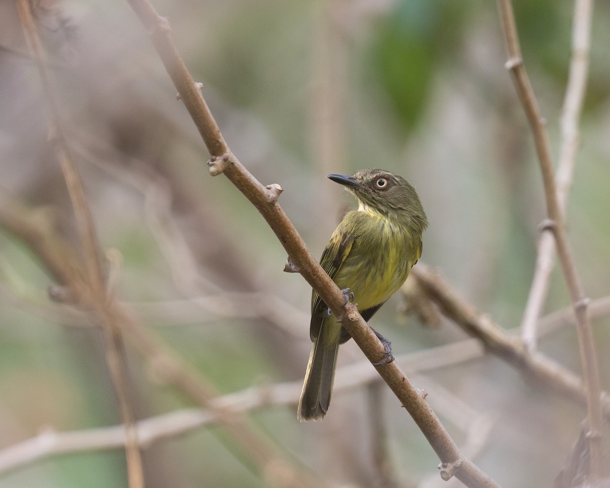 Johannes's Tody-Tyrant - ML622161534