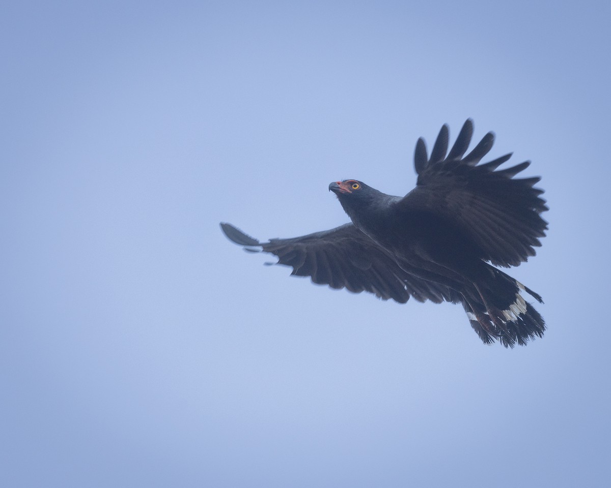 Slate-colored Hawk - ML622161573