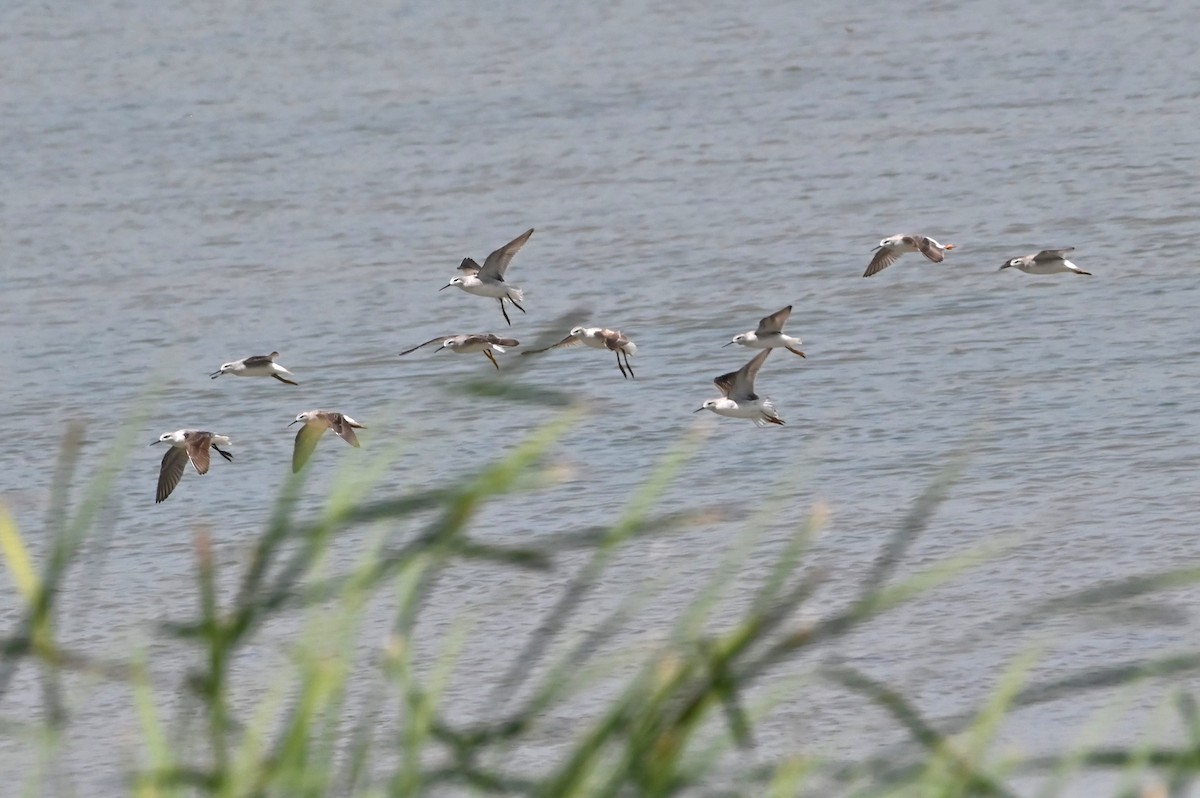 Wilson's Phalarope - ML622161577