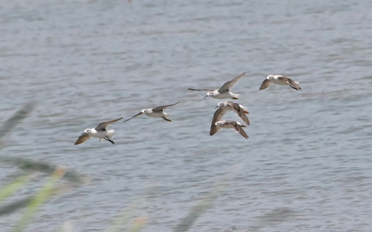 Wilson's Phalarope - ML622161578