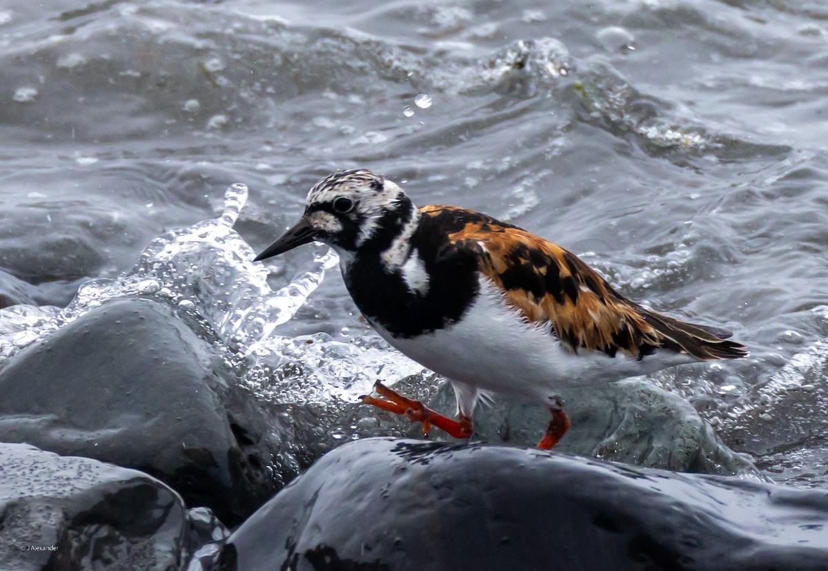 Ruddy Turnstone - ML622161584