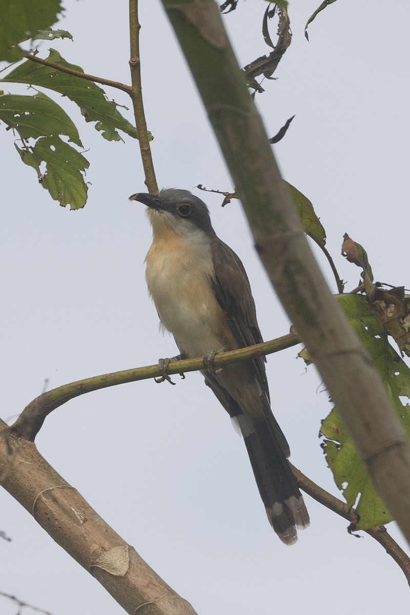 Dark-billed Cuckoo - ML622161597
