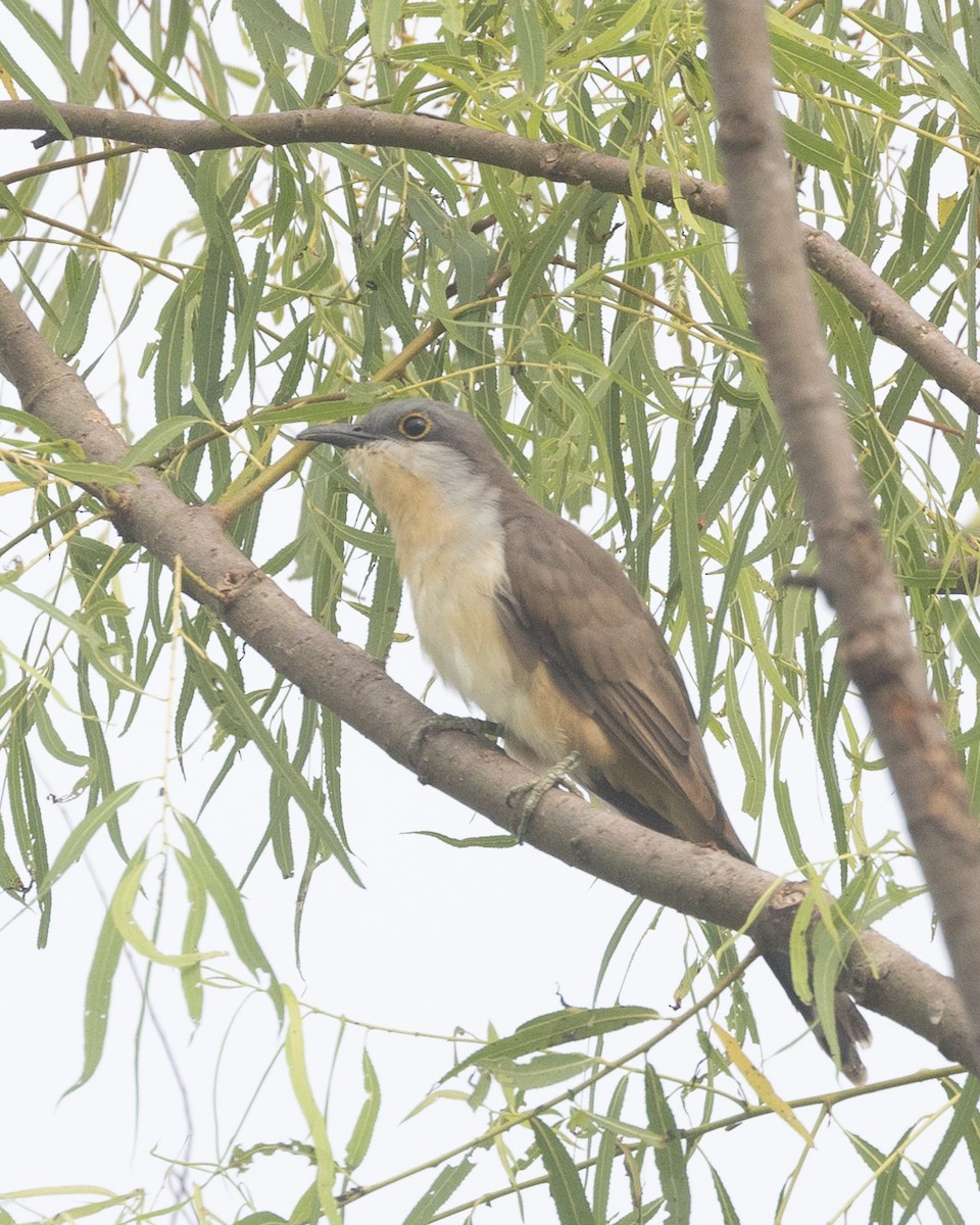 Dark-billed Cuckoo - ML622161598