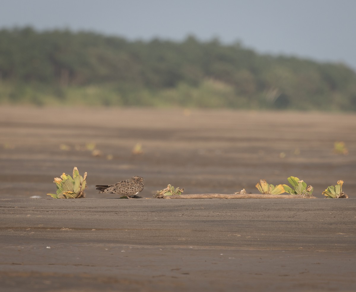 Nacunda Nighthawk - ML622161608