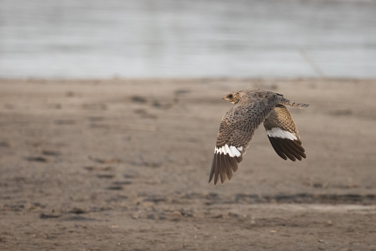 Nacunda Nighthawk - ML622161609