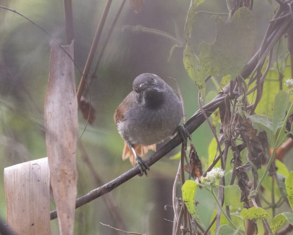 White-bellied Spinetail - ML622161622