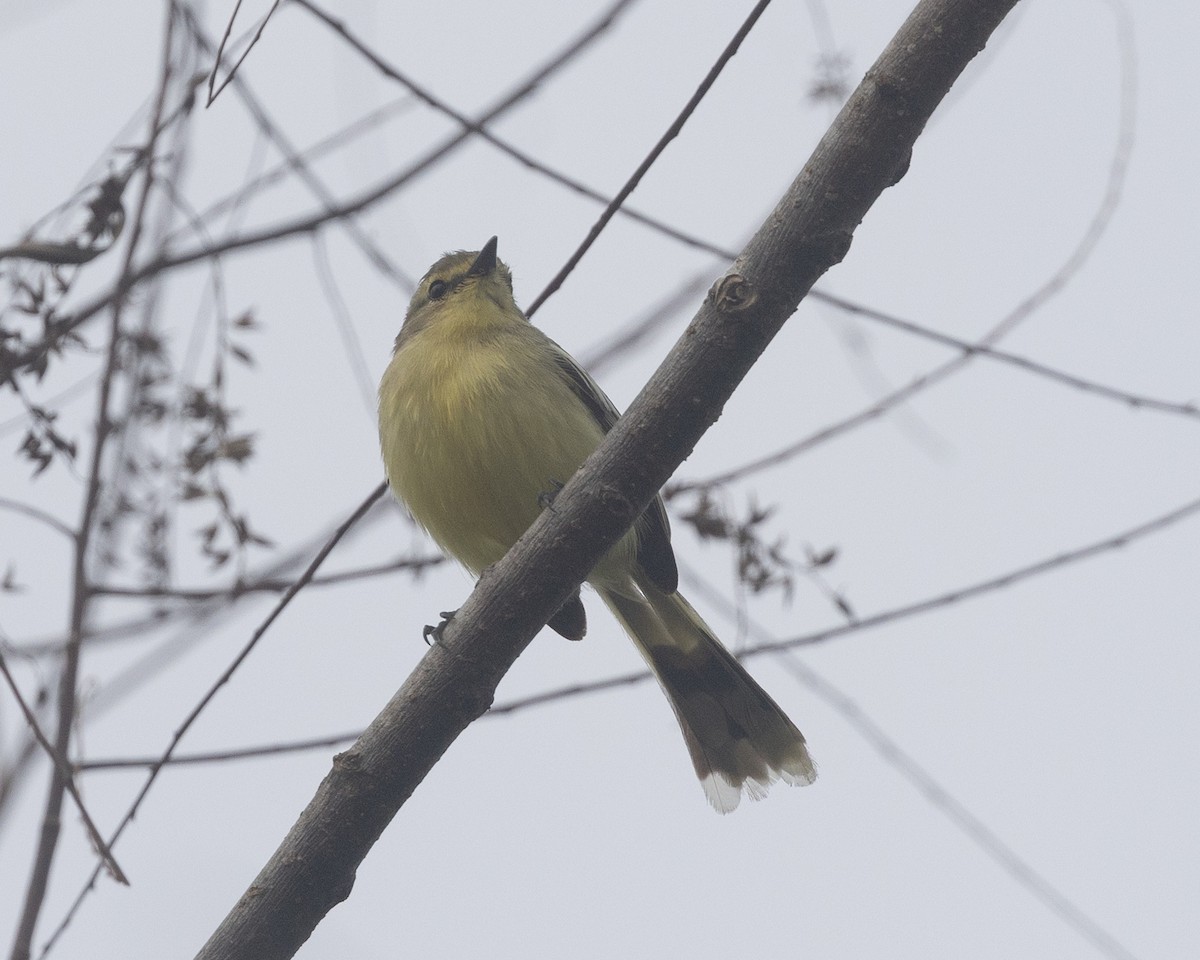 Lesser Wagtail-Tyrant - ML622161632