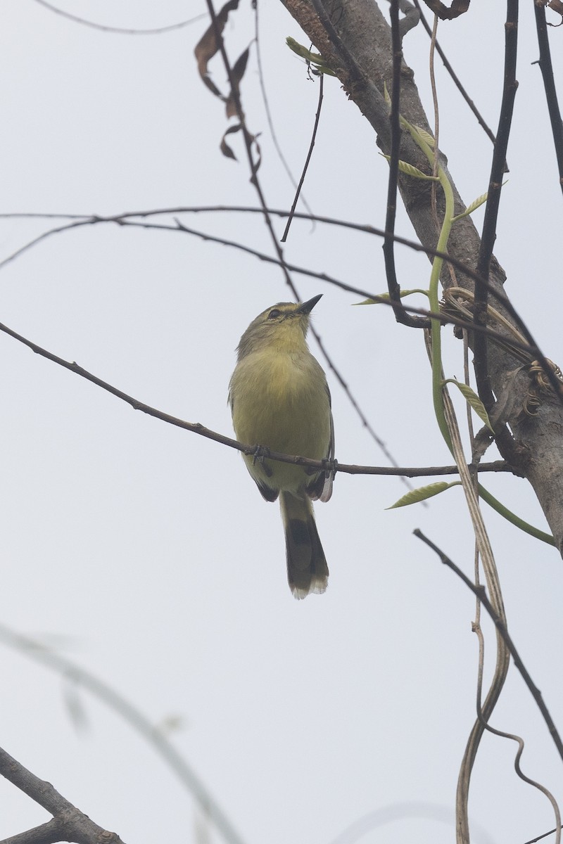 Lesser Wagtail-Tyrant - ML622161633