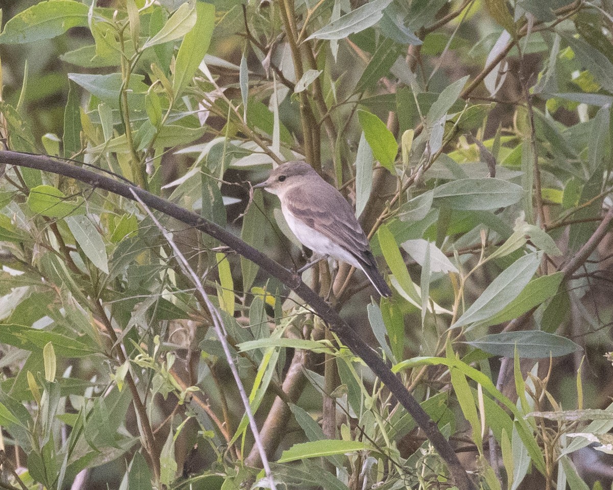 Little Ground-Tyrant - ML622161641