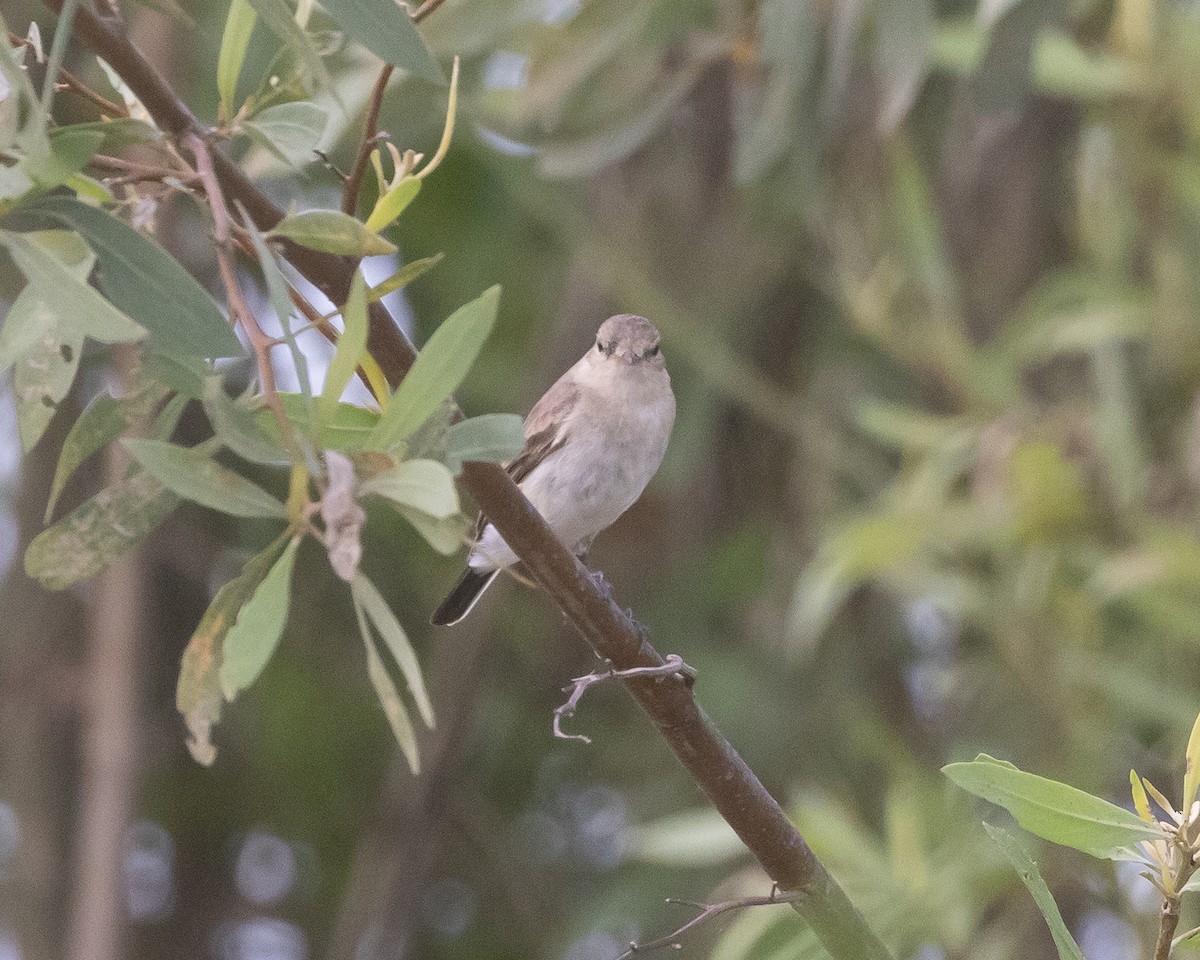 Little Ground-Tyrant - ML622161642