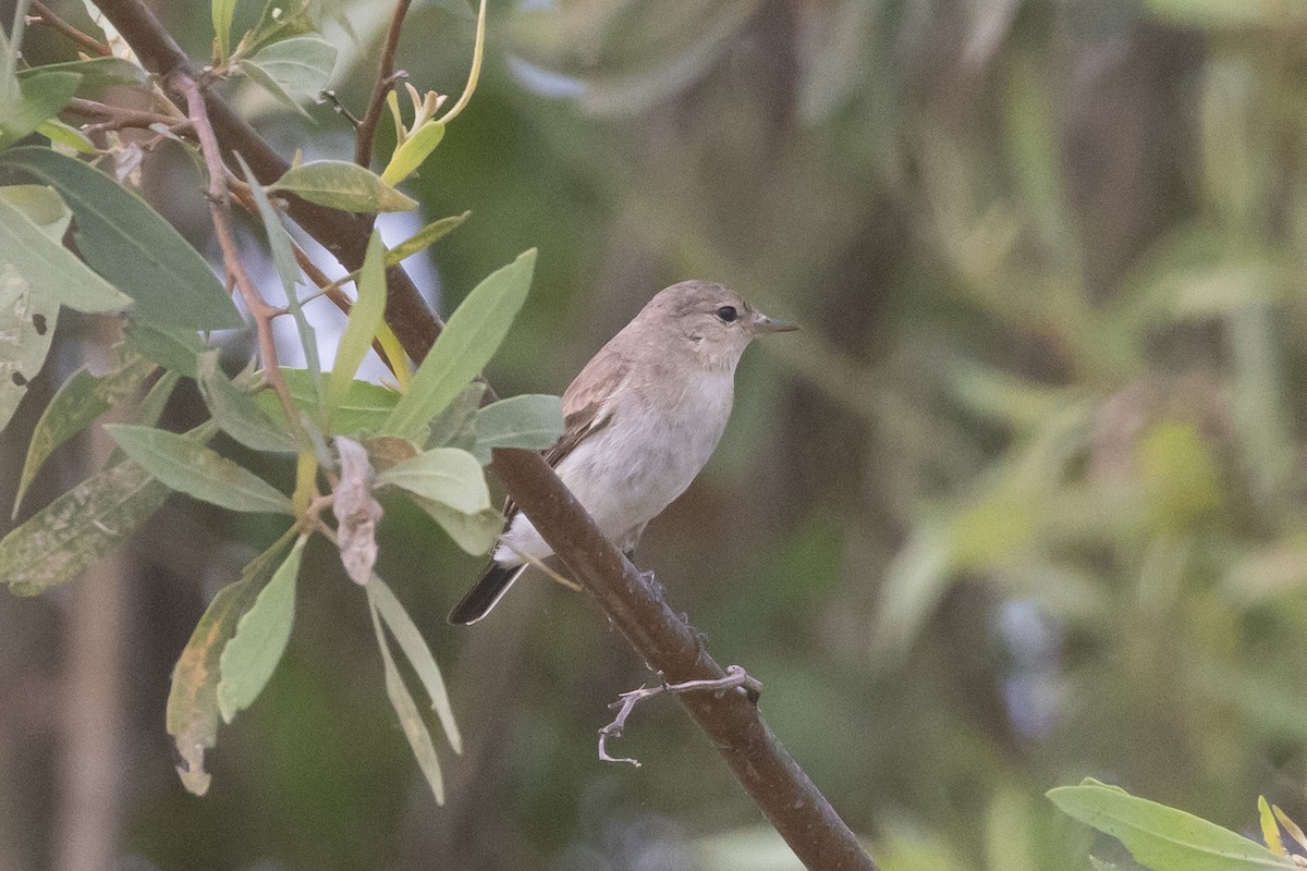 Little Ground-Tyrant - ML622161643