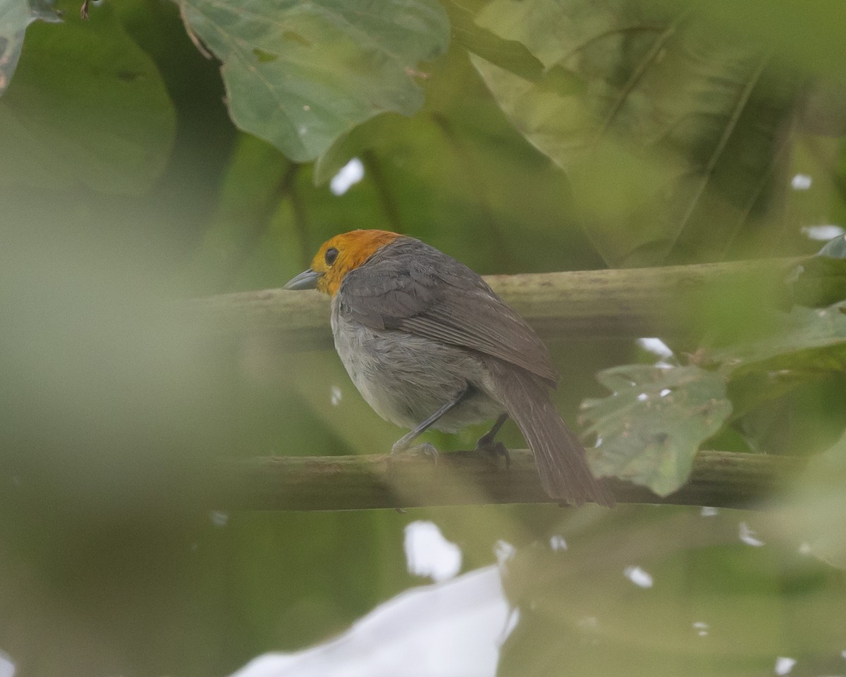 Orange-headed Tanager - ML622161652
