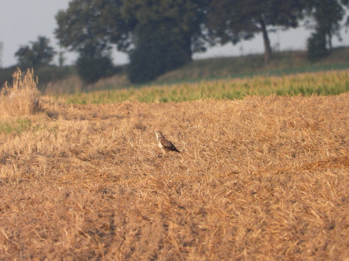 Common Buzzard - ML622161671