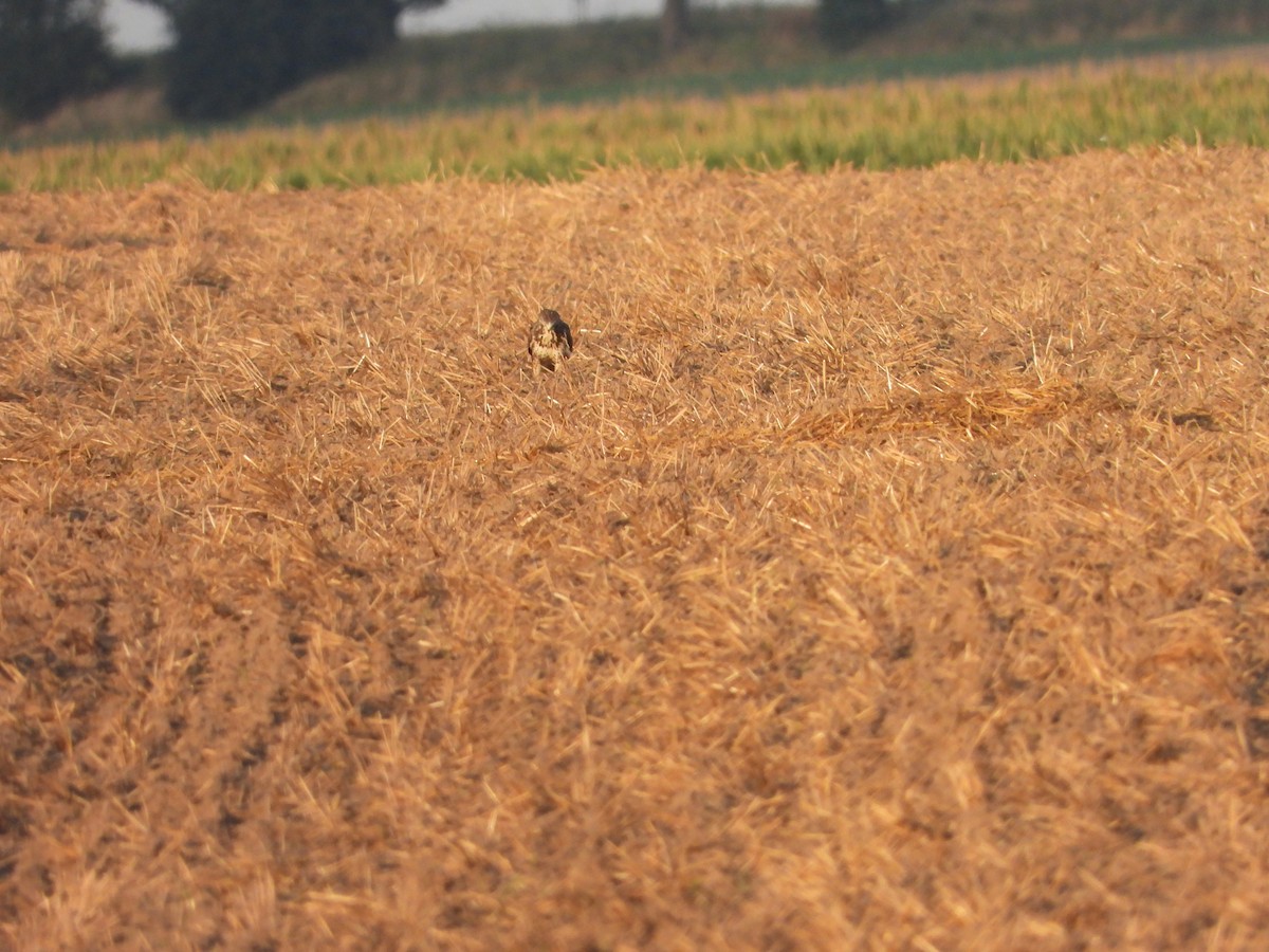 Common Buzzard - ML622161672