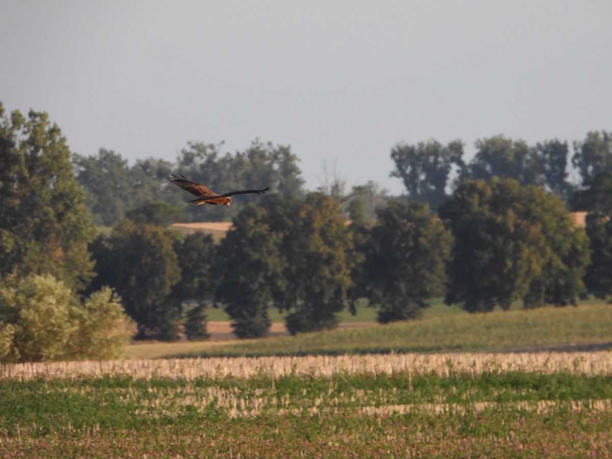 Western Marsh Harrier - ML622161687