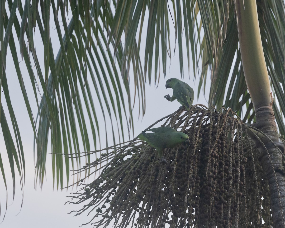 Short-tailed Parrot - ML622161690