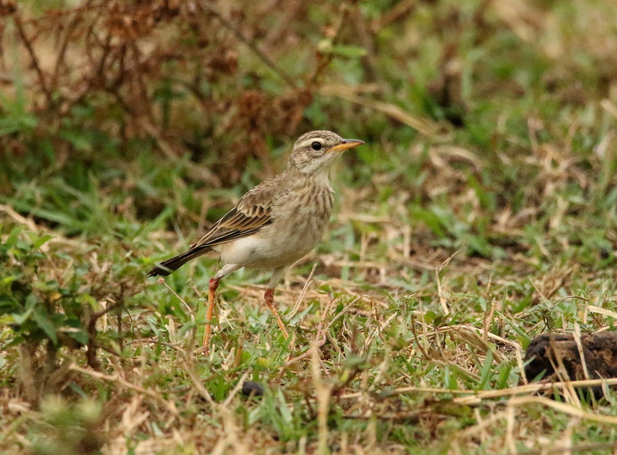 Long-legged Pipit - Paul Lenrumé