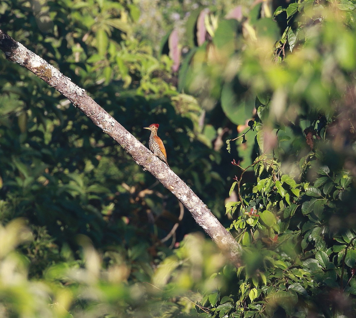 Buff-spotted Flameback - ML622161700