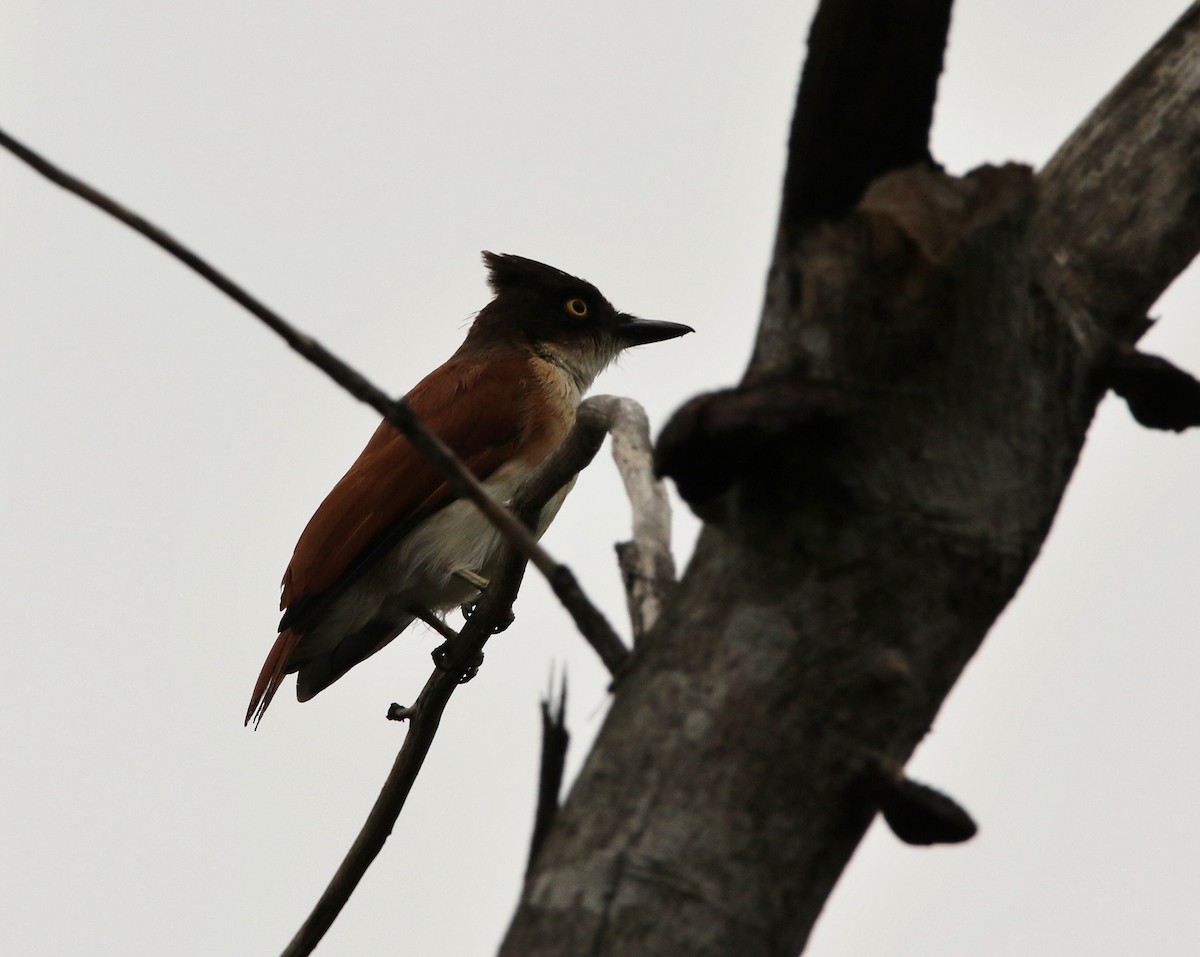 Black-and-white Shrike-flycatcher - ML622161723