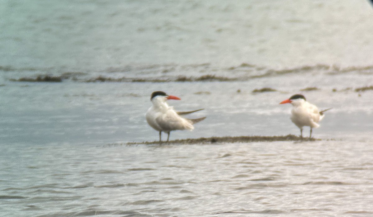 Caspian Tern - Mark Schilling