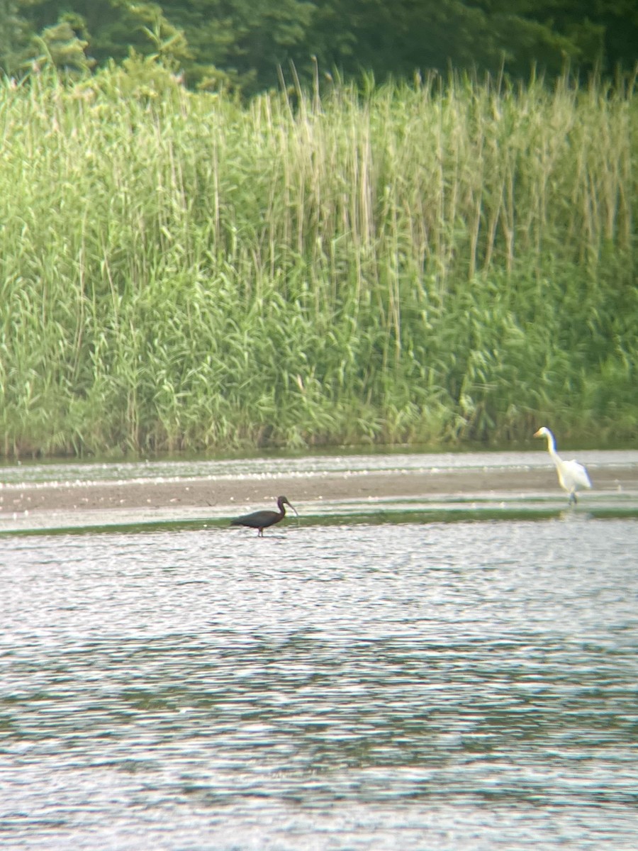 Glossy Ibis - ML622161798