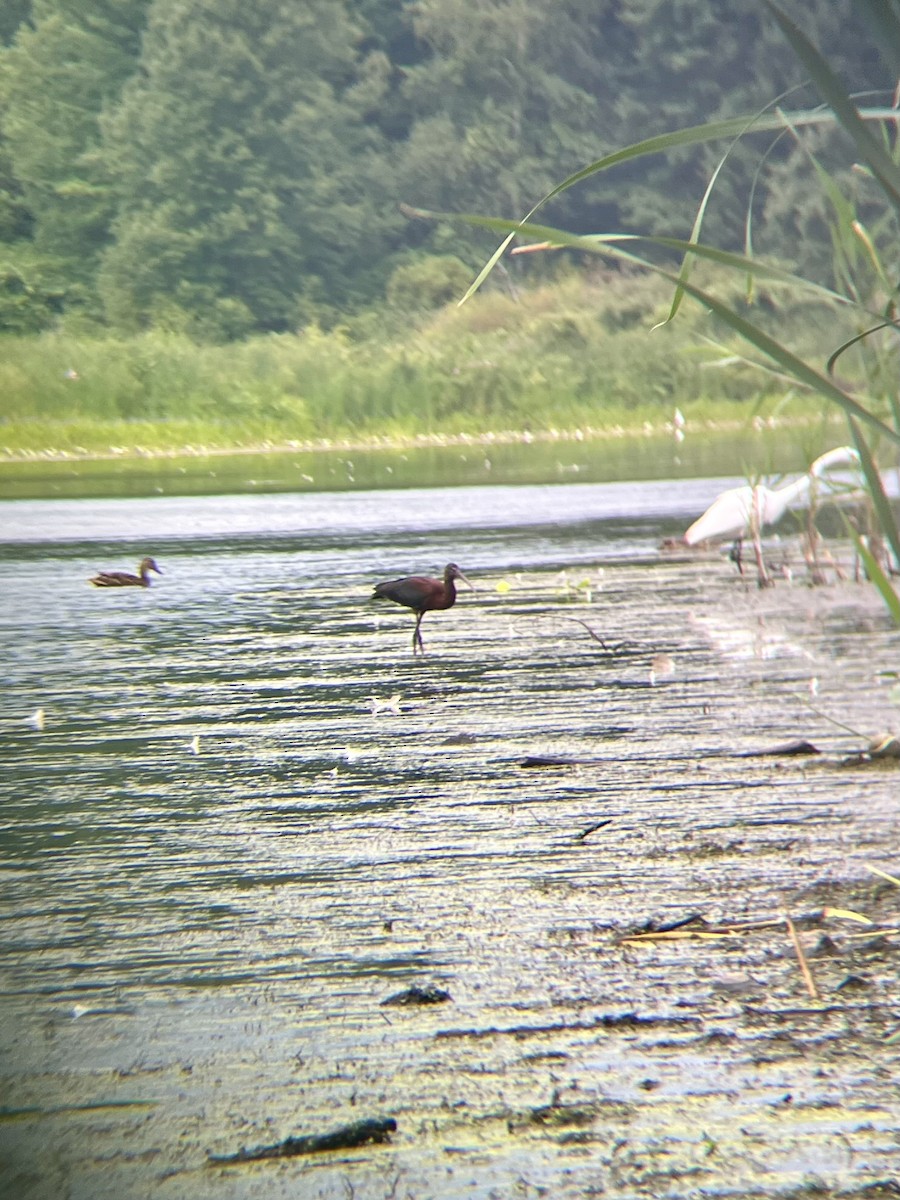 Glossy Ibis - ML622161801