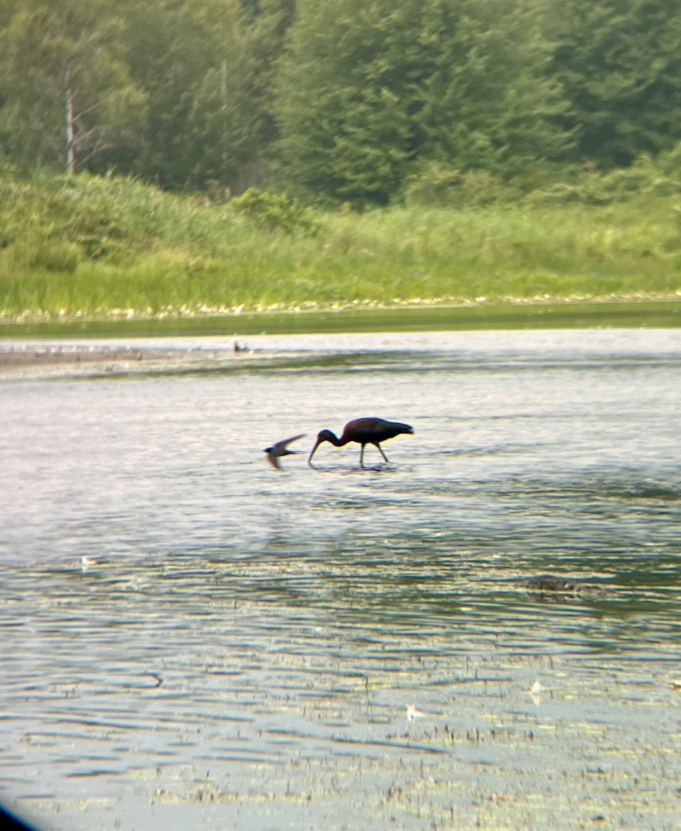 Glossy Ibis - ML622161803