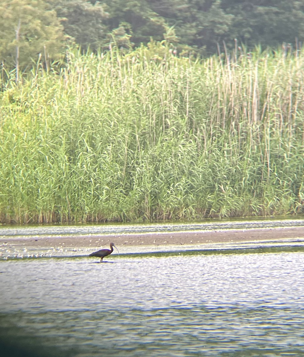 Glossy Ibis - ML622161805