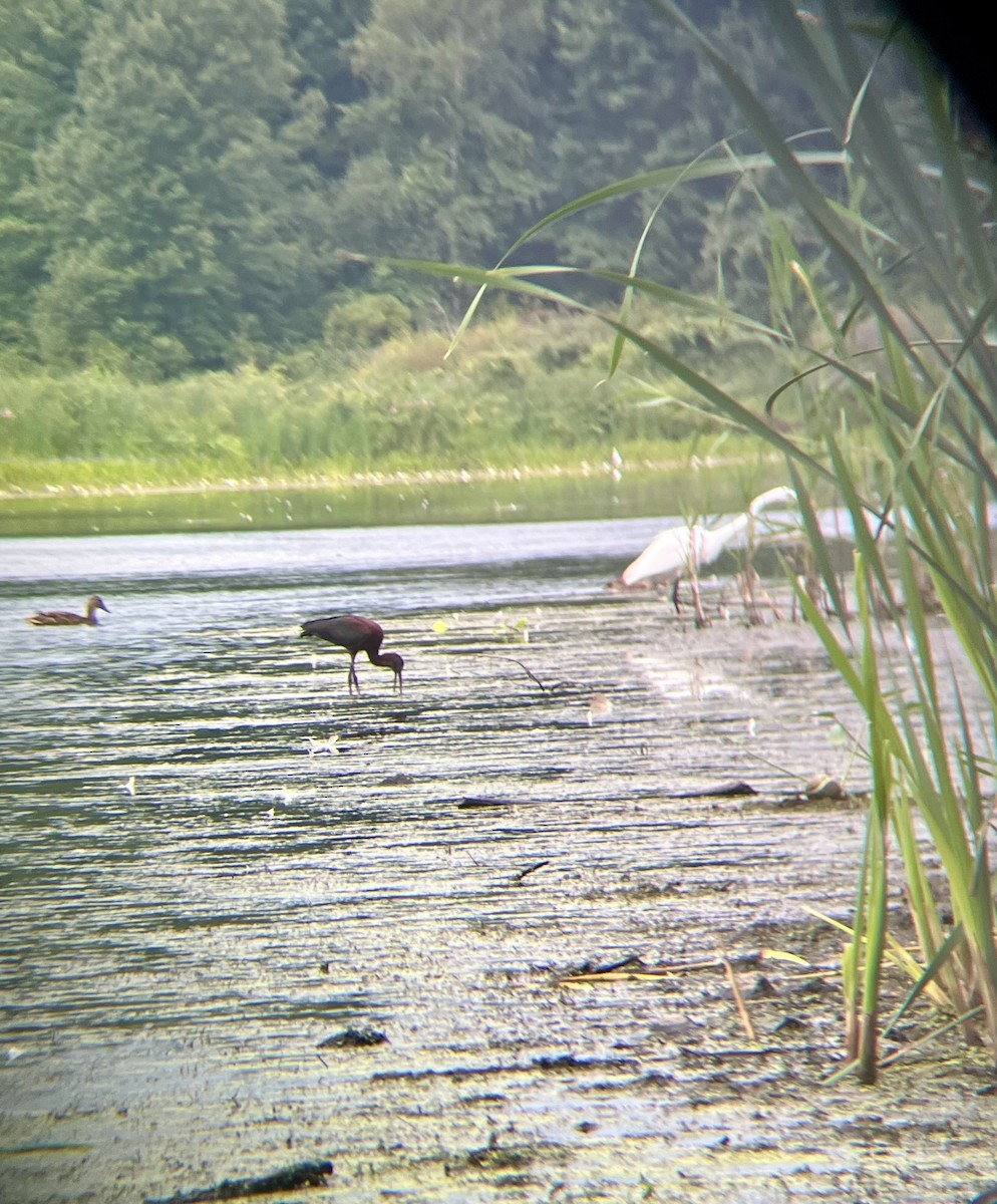 Glossy Ibis - ML622161806